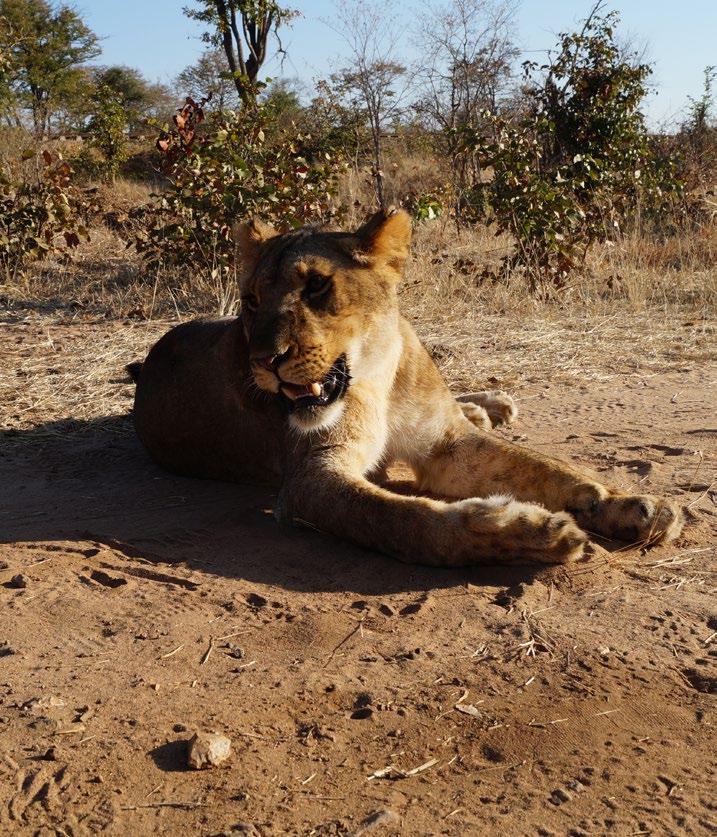 jazda przez Chobe safari w Moremi Game Reserved lot widokowy nad Delta Okawango* rejs Mokoro po kanałach Delty Okawango rafting na rzece Zambezi* piesze safari w Delcie Okawango wizyta w