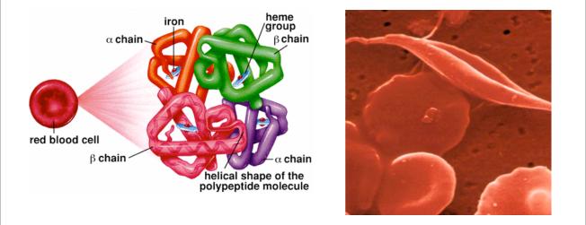 Haploinsuficjencja warunkowa } Anemia sierpowata } Mutacje w genie β-globiny } Choroba recesywna, ale w warunkach niskiego