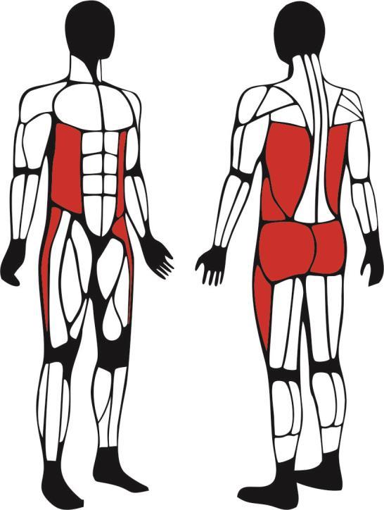 Ćwiczenia na urządzeniu ukierunkowane są głównie na trening cardio aerobowy i siłowo obwodowy zapewniający wzmocnienie mięśni i ścięgien.