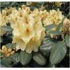 Dane aktualne na dzień: 28-06-2019 17:22 Link do produktu: http://www.goldplants.eu/rododendron-wielkokwiatowy-goldbukett-p-542.