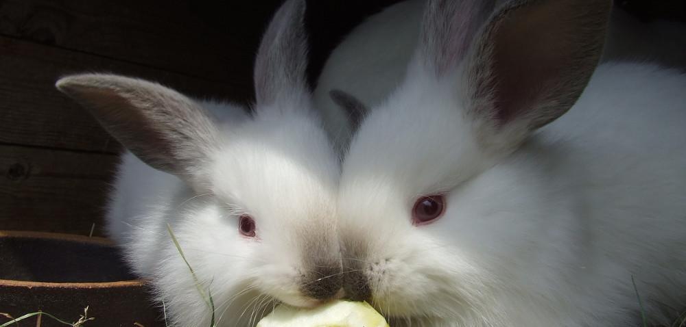 https://www. Hodowla królików bez tajemnic Autor: Szymon Adamek Data: 27 lutego 2016 Hodowla królików opiera się na produkcji mięsa lub skór.
