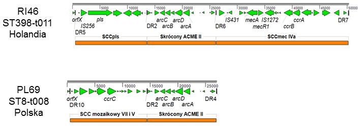 Rycina 5. Porównanie struktur złożonych wysp ACME-SCCmec z izolatów S. aureus. Strzałki wskazują geny.