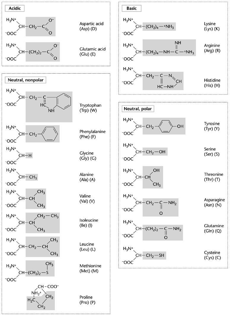 Aminokwasy Kwas asparginowy Kwas glutaminowy Tryptofan Fenyloalanina Glicyna Alanina Walina Izoleucyna