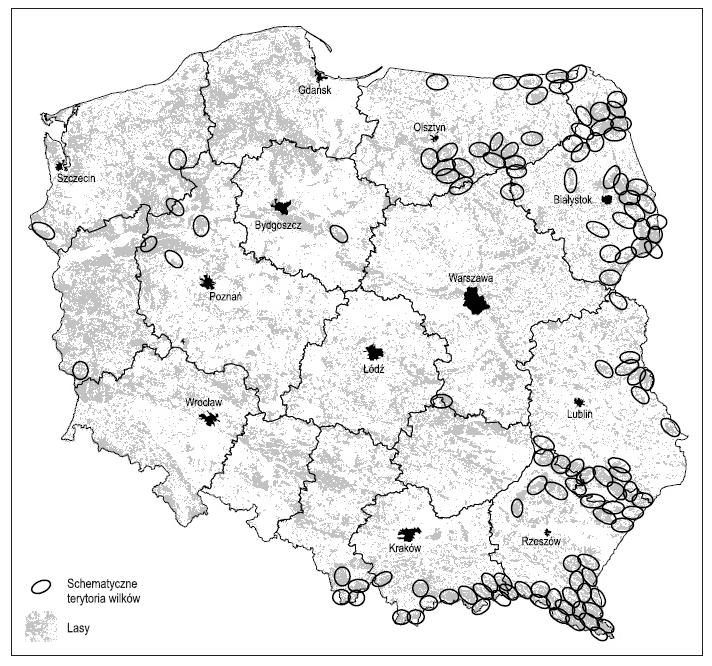 Wilk na liście gatunków ściśle chronionych od 1998 r.