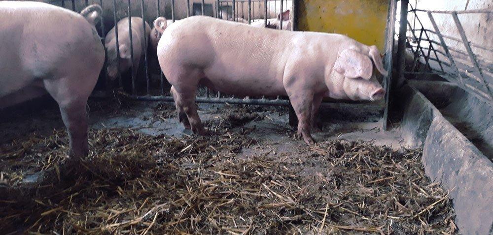 https://www. Jak pasożyty przystosowały się do życia w innym organizmie?