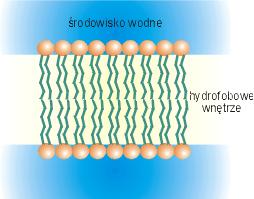 Stabilizacja struktury przez wiazania wodorowe polarnychgłówekz wodą.