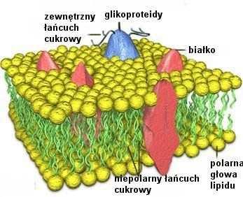 biologiczna. Stabilizacja struktury przez wiązania wodorowe polarnych główekz wodą.