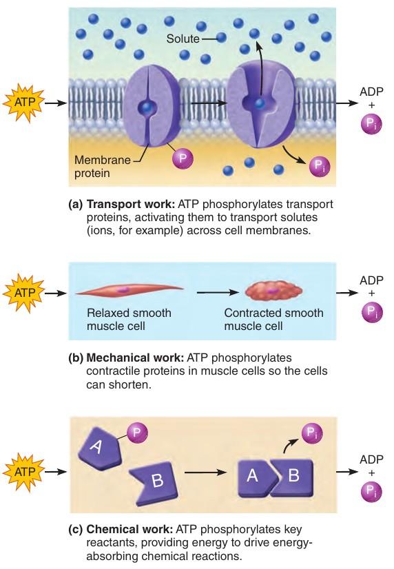 ATP