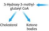 Metaboliczne przemiany acetylocoa oksydacyjna dekarboksylacja pirogronianu źródła acetylocoa b-oksydacja kwasów tłuszczowych