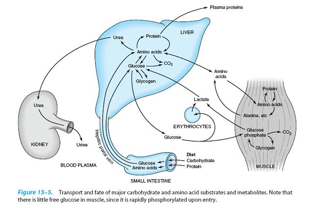 Metabolizm węglowodanów i