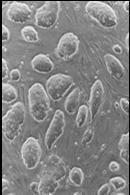 komórkowego badania in vitro satelitowe badania in vivo