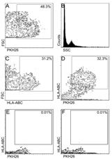 β-kateniny MyoD i GFP ADAM12 V CAM 1