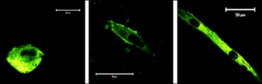 Badania poziomu mrna - RT-PCR Fot. E.