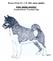 Wzorzec FCI nr 274 / 5. 05. 2003/, wersja angielska. PIES GRENLANDZKI (Grønlandshund / Greenland Dog)