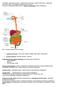 1. przewód pokarmowy /jama ustna, przełyk, żołądek, jelito cienkie, jelito grube/.