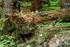 Muchówki (Diptera) Tatrzańskiego Parku Narodowego umieszczone. na Czerwonej liście zwierząt ginących i zagrożonych