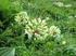 Nazwa taksonomiczna. Allium victorialis. czosnek siatkowaty. Nazwa polska. Rodzina. Alliaceae. k. Wołosatego w Bieszczadach.