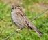 Changes in the House Sparrow Passer domesticus population in cities and towns of Poland in 1960 2010