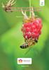 Znaczenie pszczół i dzikich zapylaczy w ochronie ekosystemów i rolnictwie. Marcin Kadej, Adrian Smolis