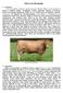 Główne rasy bydła mięsnego