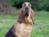 BLOODHOUND (Chien de Saint Hubert)