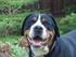 DUŻY SZWAJCARSKI PIES PASTERSKI (Grosser Schweizer Sennenhund, Great Swiss Mountain Dog)