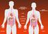 Differences in Pharmacokinetics in Obesity. Do Obese Persons Require Changes in Therapeutic Schemes?