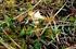 6150 Wysokogórskie murawy acidofilne (Juncion trifidi) i bezwapienne wyleżyska śnieżne (Salicion herbaceae)