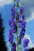 4109 Tojad morawski Aconitum firmum ssp. moravicum