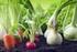 Podstawowe czynniki wpływające na jakość i wielkość plonów roślin warzywnych