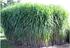 Efektywnoœæ energetyczna produkcji biomasy Miscanthus giganteus