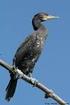 Dynamika lęgowej populacji gawrona Corvus frugilegus w krajobrazie rolniczym Wysoczyzny Siedleckiej w latach