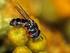 Nowe stanowiska interesujących gatunków biegaczowatych (Coleoptera: Carabidae) na Pojezierzu Mazurskim