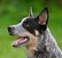 Australian Cattle Dog - FCI pies / male 3 młodzieży / junior 2 pośrednia / intermediate 1 suka / female 2 młodzieży / junior 1 otwarta / open