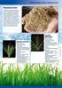 Nasiona traw. Dzikie kwiaty i zioła / Nasiona traw. Agrostis stolonifera