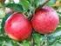 Eksportowe odmiany jabłoni