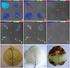 NOVA Lite ANCA Cytoplazmatyczne Odczynniki do oznaczania cytoplazmatycznych autoprzeciwciał antyneutrofilowych Do diagnostyki in vitro
