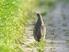 Spadek liczebności śródpolnych ptaków krukowatych Corvidae w południowo-zachodniej Polsce. A decline in the rural corvid popula ons of SW Poland