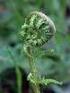 Nowe stanowisko Carlina onopordifolia (Asteraceae) na Wyżynie Lubelskiej