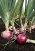 ANTIOXIDANT COMPOUNDS CONTENT IN SELECTED ONION BULBS FROM ORGANIC AND CONVENTIONAL CULTIVATION