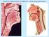 Anatomia. Górne drogi oddechowe. Dolne drogi oddechowe