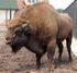 Restytucja żubra Bison bonasus (L. 1758) jako element ochrony czynnej na obszarach Natura 2000 Pomorza Zachodniego