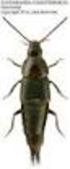 Uwagi o występowaniu i biologii Acylophorus wagenschieberi KIESENWETTER, 1850 (Coleoptera: Staphylinidae) na Podlasiu (wschodnia Polska)