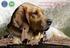 PLAN SĘDZIOWANIA. Irish Soft Coated Wheaten Terrier