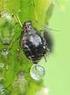 Woolly aphids (Pemphigidae) on ornamental plants in container production