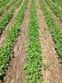 Effect of no-tillage and mulching with cover crops on yield of parsley