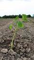 PAULOWNIA AKTYWA, KTÓRE ROSNĄ