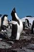 INFLUENCE OF ADELIE PENGUIN COLONY ON THE TEMPERATURE OF THE AIR LAYER NEAR THE SURFACE (KING GEORGE ISLAND, ANTARCTICA) IN SPRING 1996