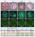 Epigenetic modifications during oocyte growth correlates with extended parthenogenetic developement in the mouse