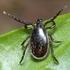 Occurence of the common tick Ixodes ricinus L. in environments of various degree and character of anthropogenic impact